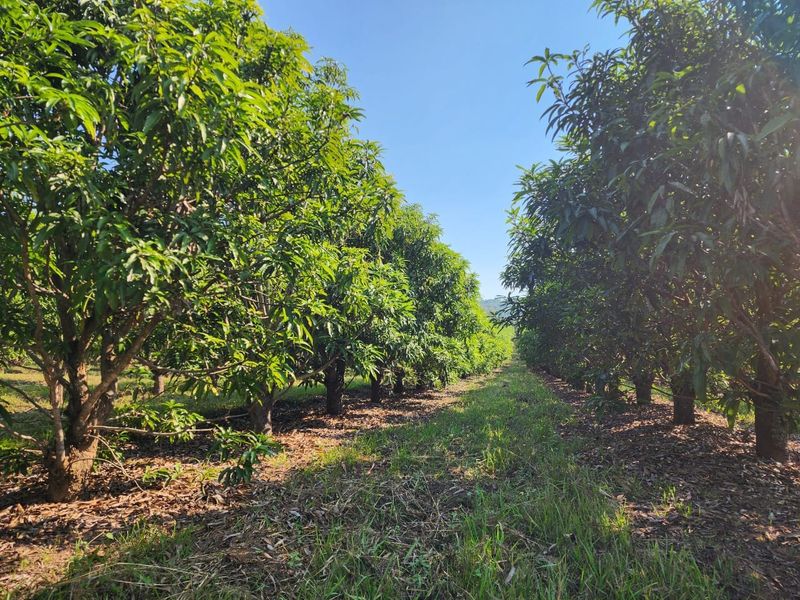 A well-maintained orchard featuring rows of mature fruit trees, showcasing the agricultural potential of this small holding property.