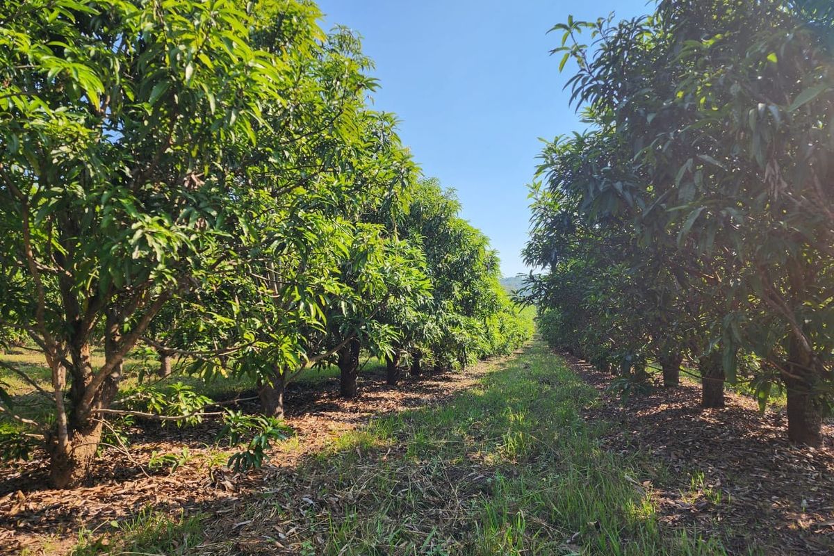 A well-maintained orchard featuring rows of mature fruit trees, showcasing the agricultural potential of this small holding property.