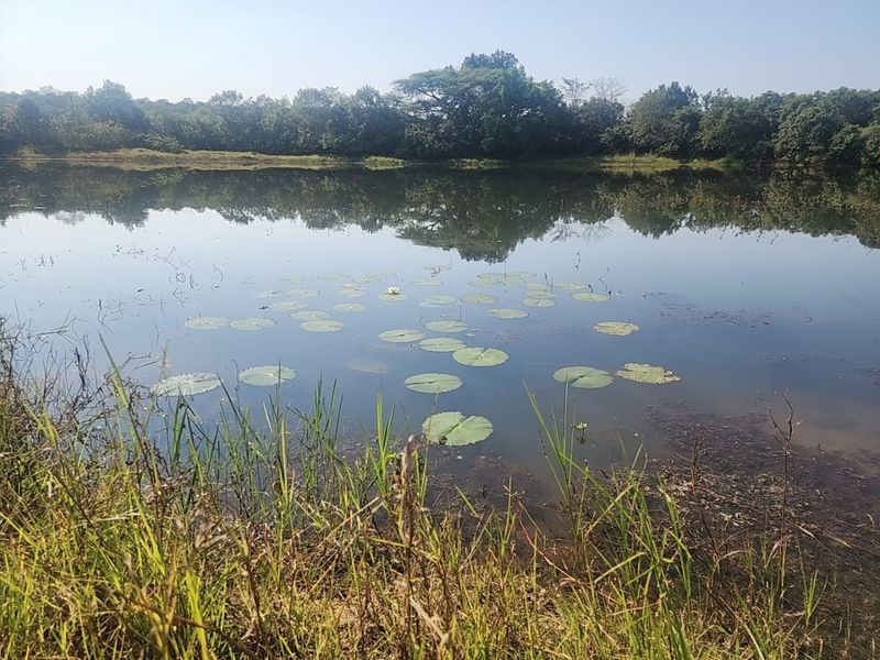 A serene view of a natural pond or small lake on the property, featuring calm water and surrounding lush vegetation.