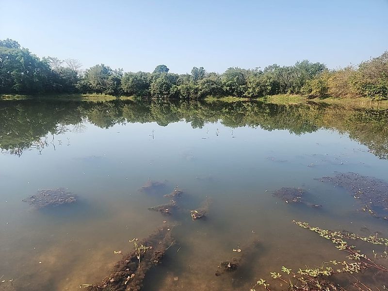 A tranquil view of a natural dam or pond on the small holding, surrounded by mature trees and natural vegetation.