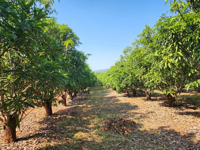 A well-maintained orchard featuring rows of mature fruit trees, showcasing the agricultural potential and landscape of this small holding property.