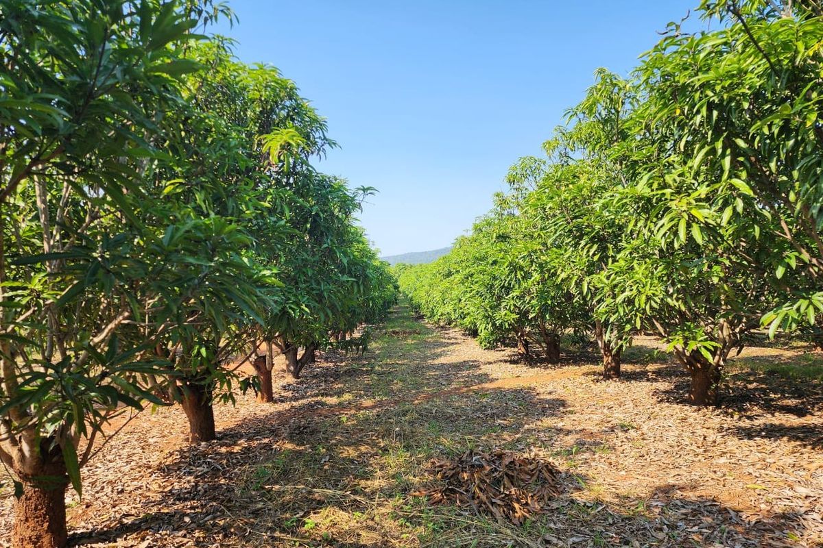 A well-maintained orchard featuring rows of mature fruit trees, showcasing the agricultural potential and landscape of this small holding property.