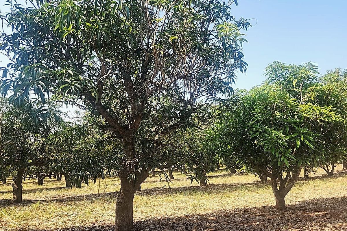105 ha Income-Producing Mango Farm for Sale - Tzaneen Area, Limpopo - Photo 5
