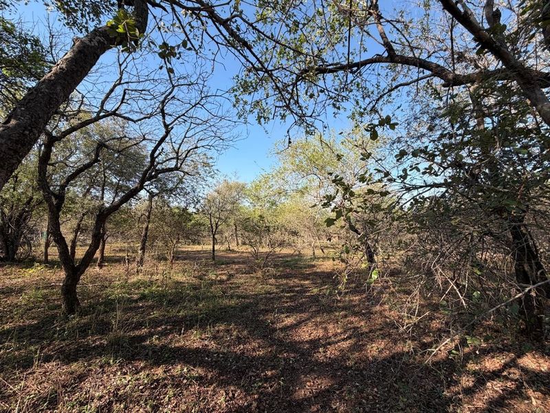 Build Your Dream Bushveld Escape on This Beautiful Flat Stand in the Heart of Marloth Park - Photo 5