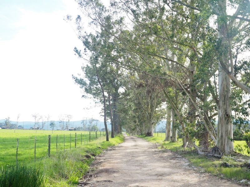 Farm For Sale in Harkerville AH, Plettenberg Bay - Photo 6