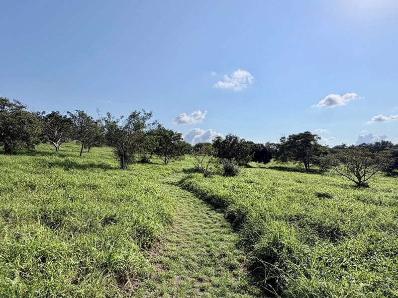 Inkwazi Estate level land in Zinkwazi - Photo 5