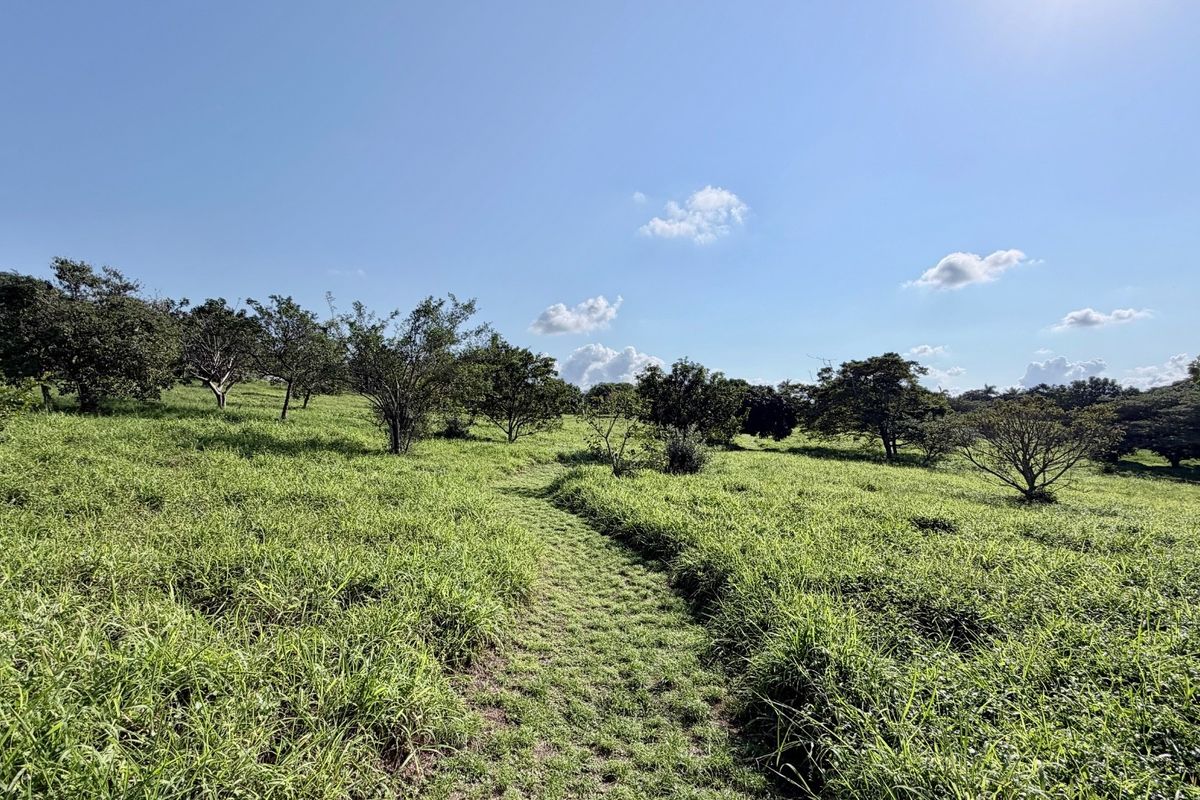 Inkwazi Estate level land in Zinkwazi - Photo 5