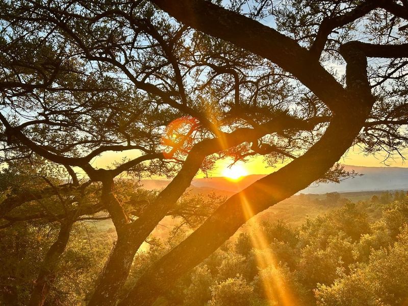 Premier Macadamia Estate near Kruger National Park - Photo 1