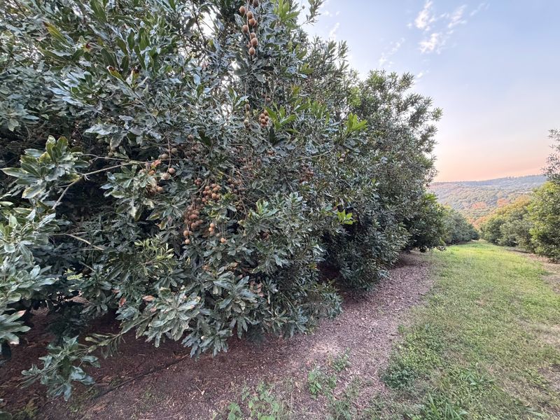 Premier Macadamia Estate near Kruger National Park - Photo 3