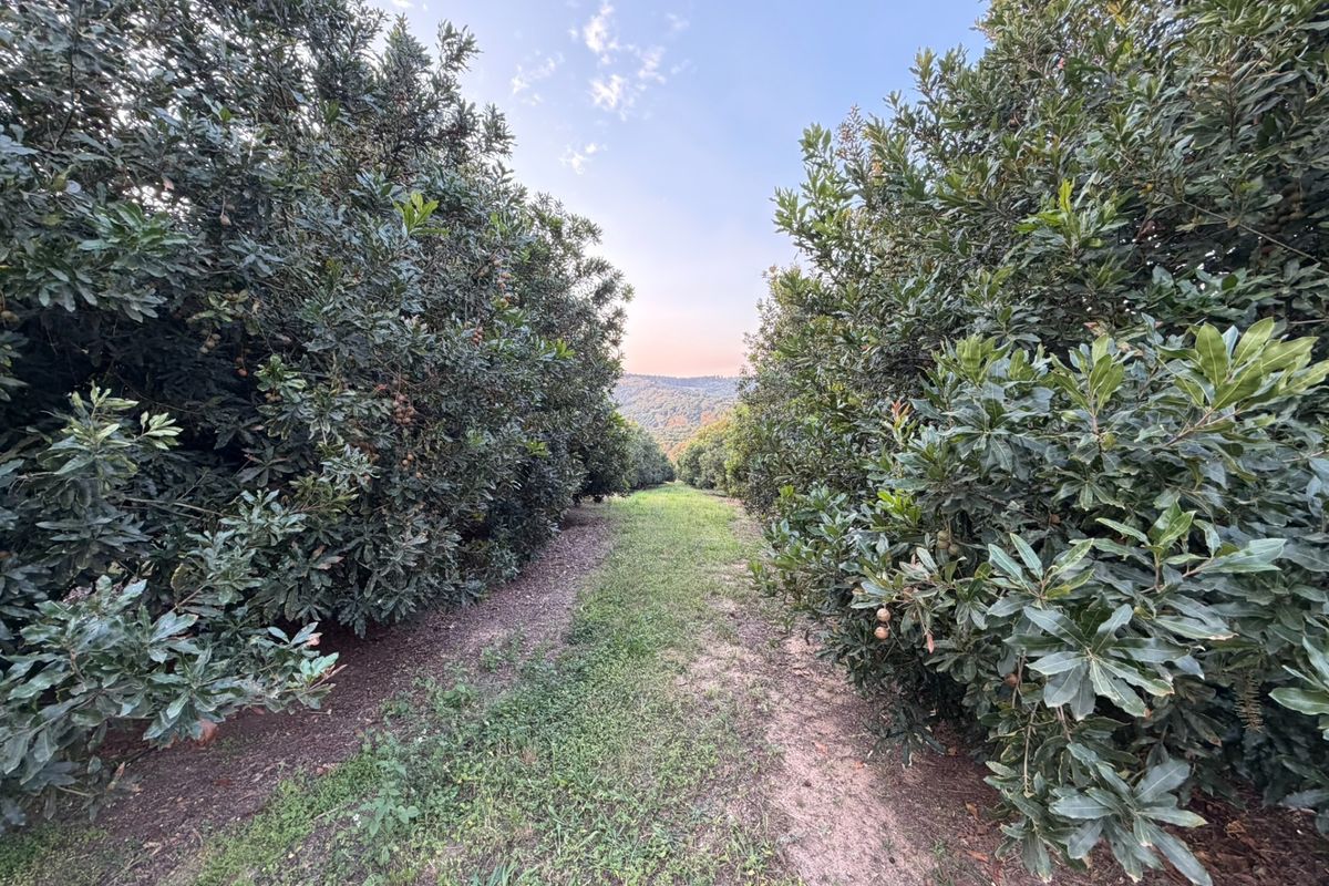Premier Macadamia Estate near Kruger National Park - Photo 4