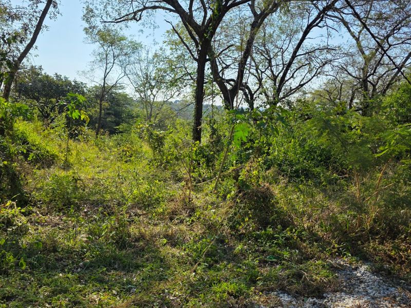 Build, Invest and Enjoy the Lowveld Lifestyle - Photo 2