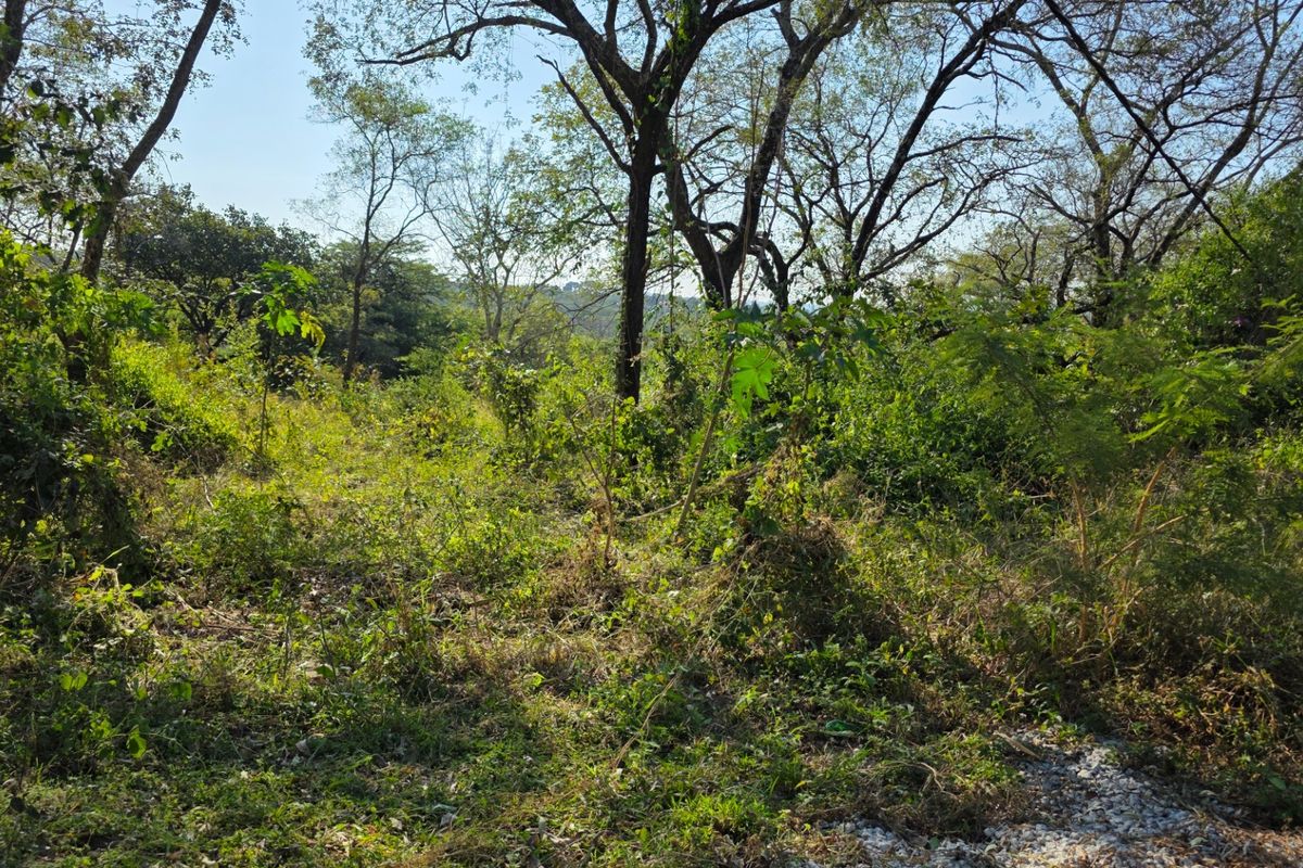 Build, Invest and Enjoy the Lowveld Lifestyle - Photo 2