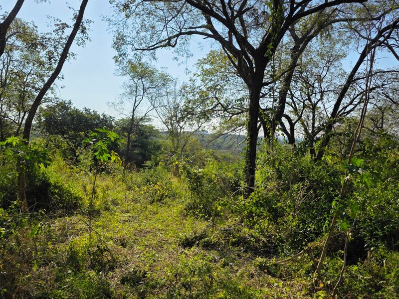Build, Invest and Enjoy the Lowveld Lifestyle - Photo 4