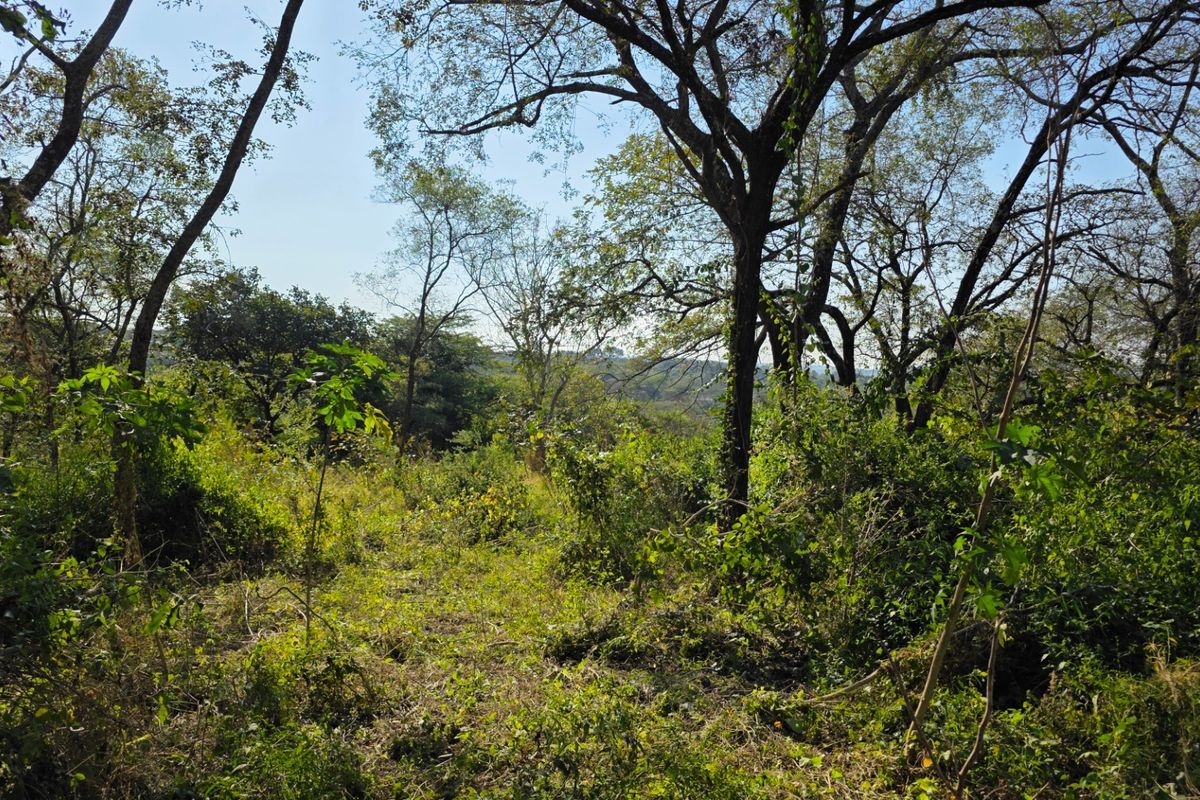 Build, Invest and Enjoy the Lowveld Lifestyle - Photo 4