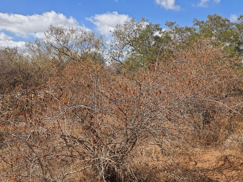 Superb  plot  in Raptor's View Wildlife Estate, Hoedspruit, new on the market - Photo 10