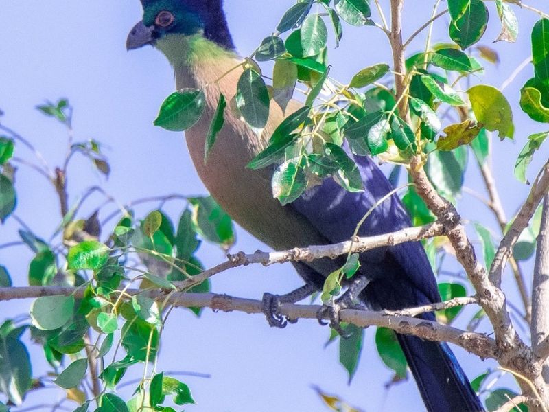 Superb  plot  in Raptor's View Wildlife Estate, Hoedspruit, new on the market - Photo 3