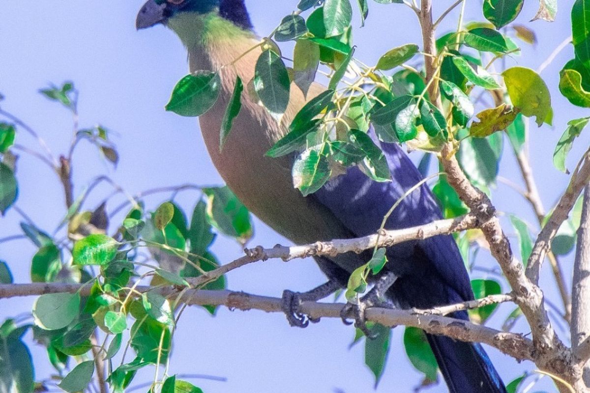 Superb  plot  in Raptor's View Wildlife Estate, Hoedspruit, new on the market - Photo 3