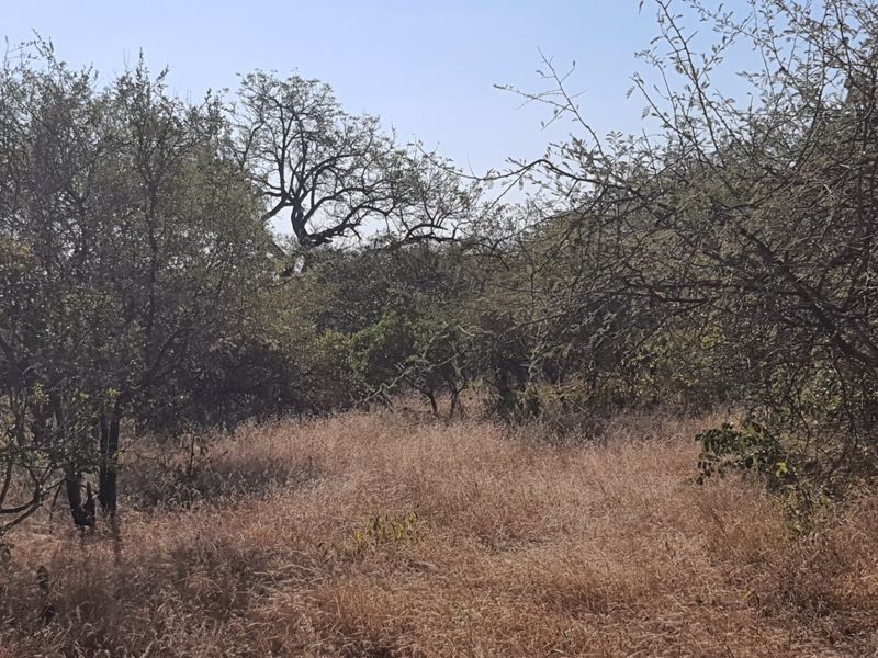 Two plots, >2 hectares, combined in Riversdale, Moditlo Wildlife Estate, Hoedspruit - Photo 9