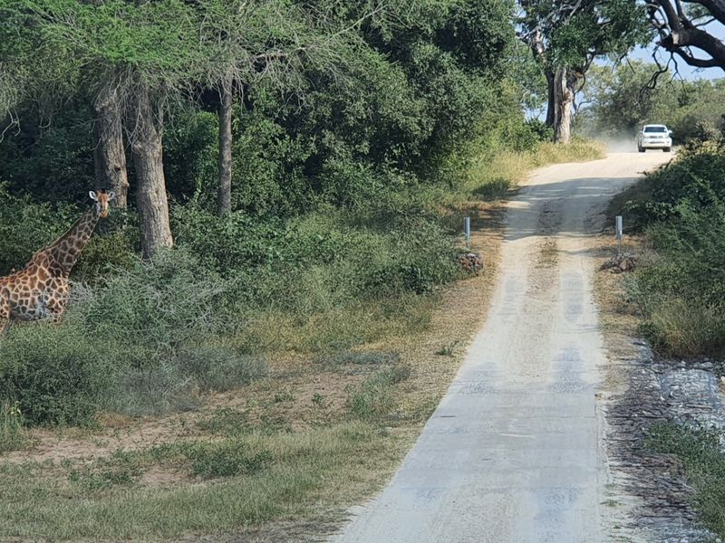 Two plots, >2 hectares, combined in Riversdale, Moditlo Wildlife Estate, Hoedspruit - Photo 7