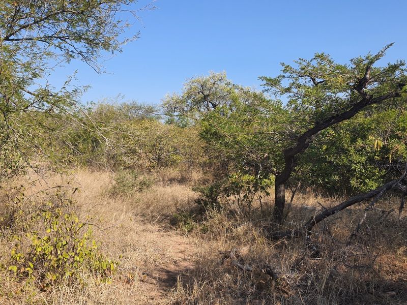 Two plots, >2 hectares, combined in Riversdale, Moditlo Wildlife Estate, Hoedspruit - Photo 3