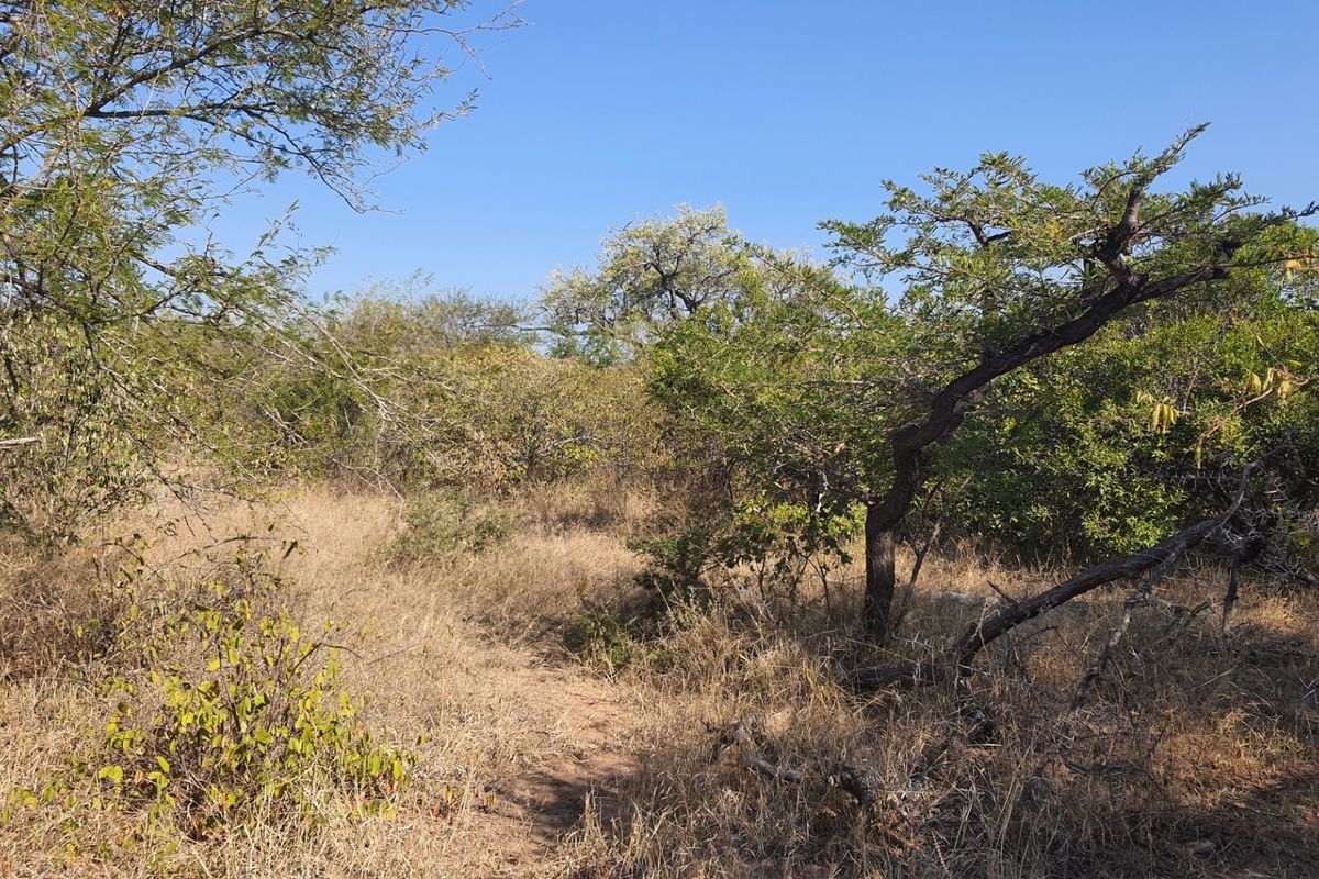Two plots, >2 hectares, combined in Riversdale, Moditlo Wildlife Estate, Hoedspruit - Photo 3
