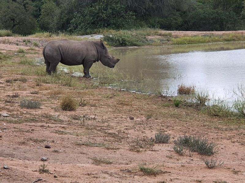 Two plots, >2 hectares, combined in Riversdale, Moditlo Wildlife Estate, Hoedspruit - Photo 6