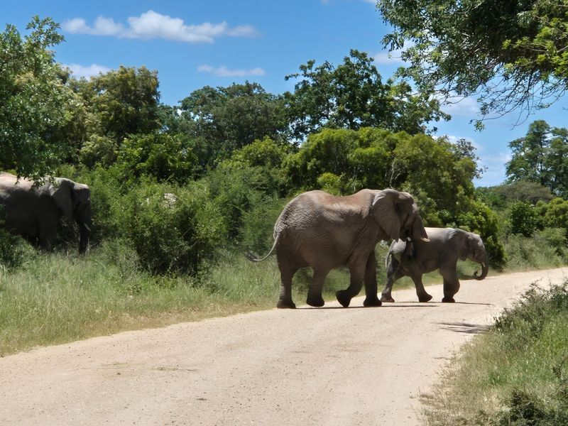 Two plots, >2 hectares, combined in Riversdale, Moditlo Wildlife Estate, Hoedspruit - Photo 2