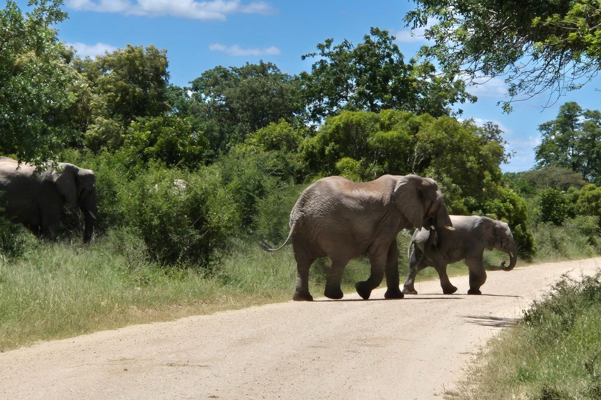 Two plots, >2 hectares, combined in Riversdale, Moditlo Wildlife Estate, Hoedspruit - Photo 2