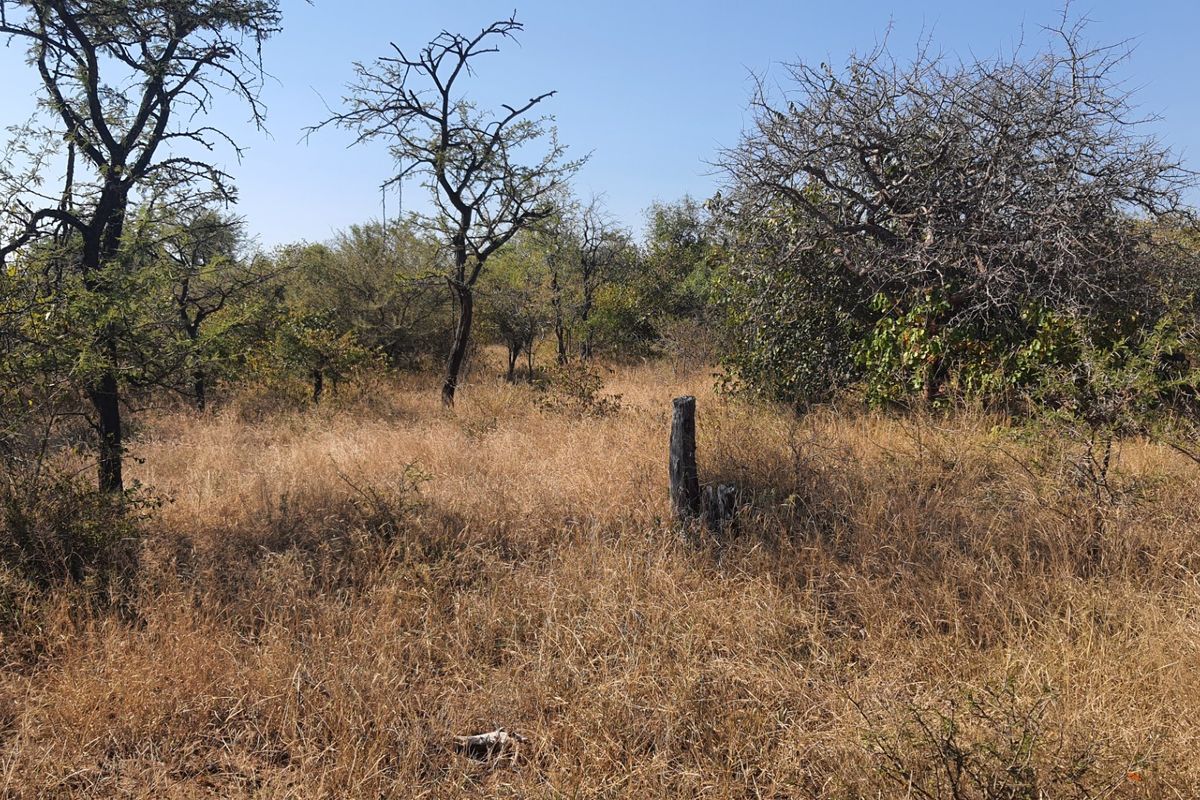 Two plots, >2 hectares, combined in Riversdale, Moditlo Wildlife Estate, Hoedspruit - Photo 5