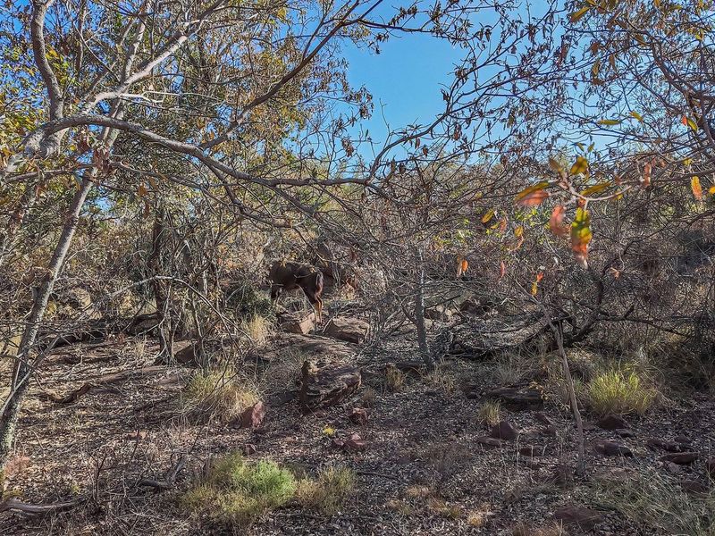 Farm For Sale in Boekenhoutskloof AH, Cullinan Rural, Cullinan - Photo 5