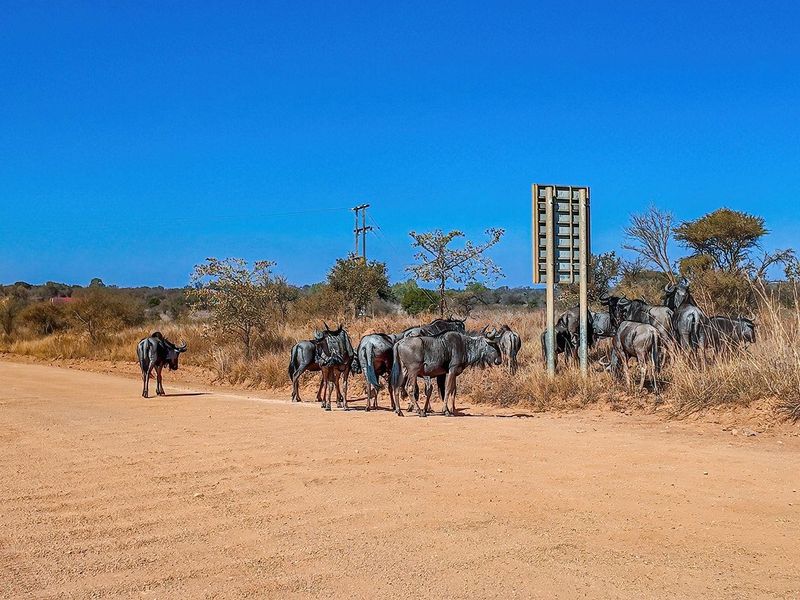 Vacant Land For Sale in Dinokeng Game Reserve, Wonderboom - Photo 10