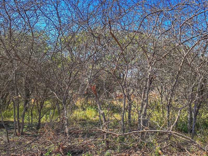 Vacant Land For Sale in Dinokeng Game Reserve, Wonderboom - Photo 7