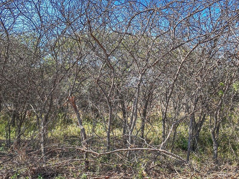 Vacant Land For Sale in Dinokeng Game Reserve, Wonderboom - Photo 6