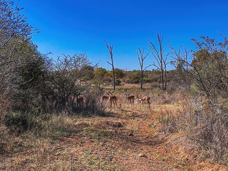 Vacant Land For Sale in Dinokeng Game Reserve, Wonderboom - Photo 9