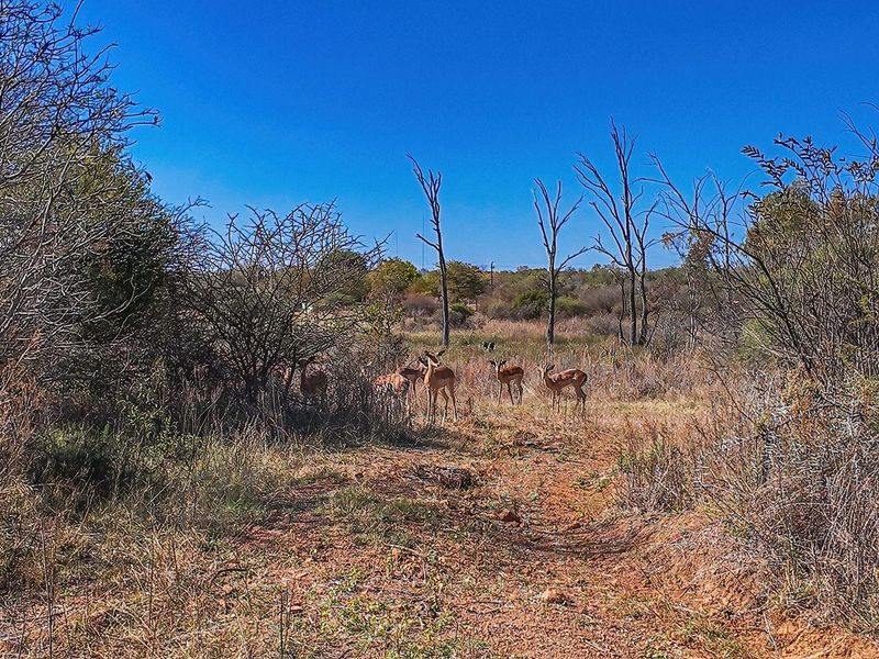 Vacant Land For Sale in Dinokeng Game Reserve, Wonderboom - Photo 8
