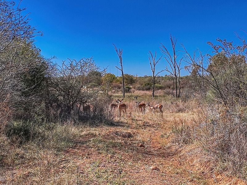 Vacant Land For Sale in Dinokeng Game Reserve, Wonderboom - Photo 3