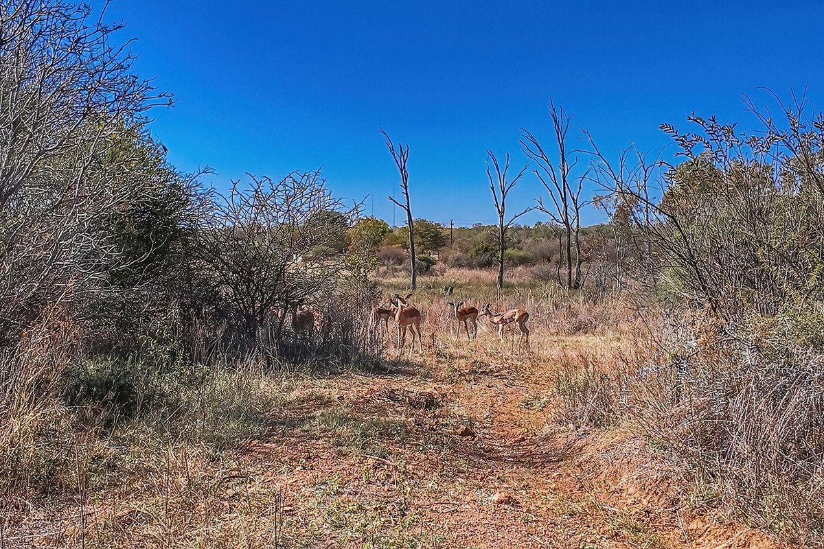 Vacant Land For Sale in Dinokeng Game Reserve, Wonderboom - Photo 3