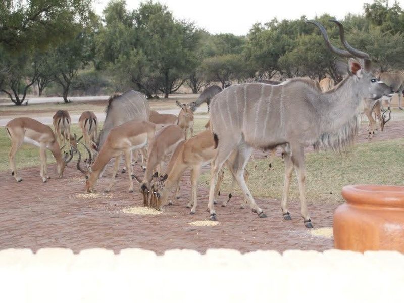 388-Hectare Eco-Tourism Off Grid Lodge / Holiday resort / Game farm - Photo 5