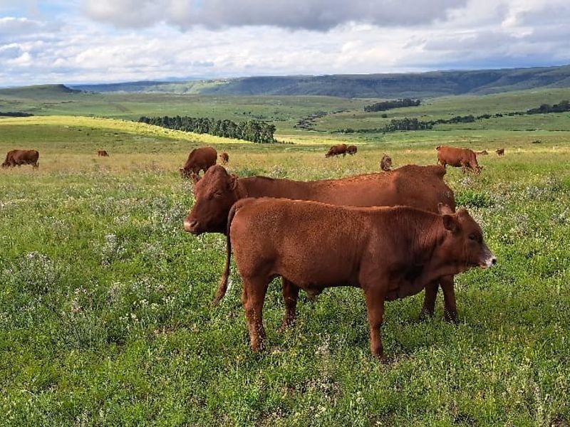 Farm For Sale in Bathurst - Photo 3