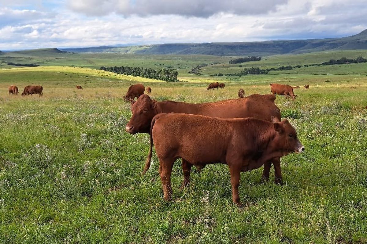 Farm For Sale in Bathurst - Photo 3