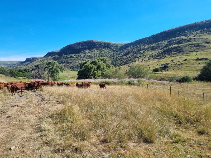Farm For Sale in Bathurst - Photo 8