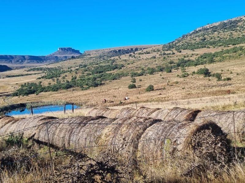Farm For Sale in Bathurst - Photo 4
