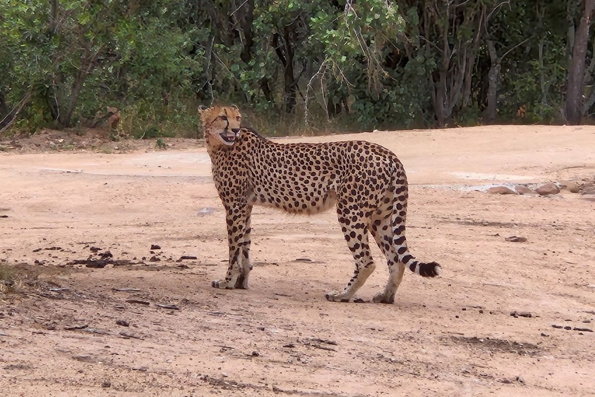 A photograph of a cheetah in a natural outdoor setting, not depicting any residential property features or infrastructure.