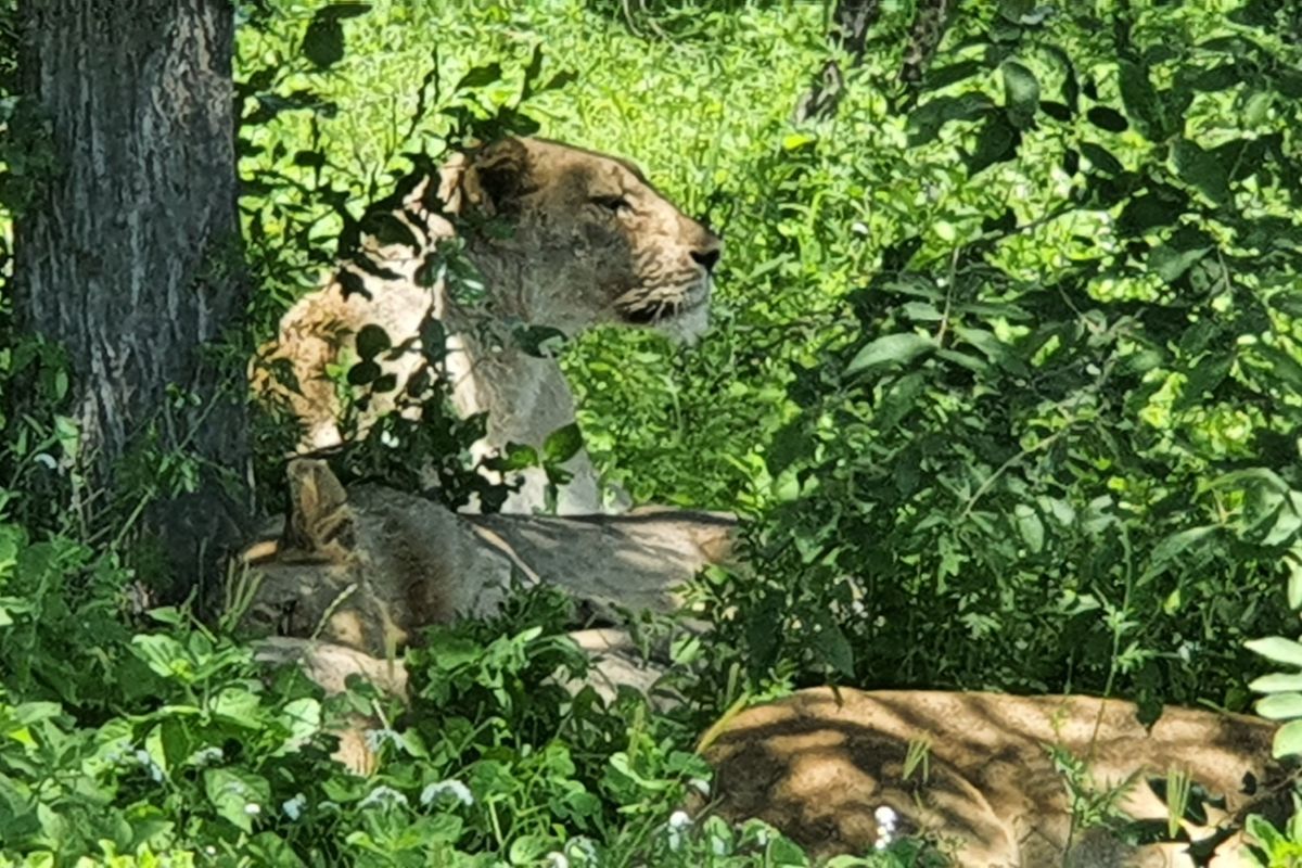 A photograph of wildlife in a natural outdoor setting, not depicting any residential property features or infrastructure.