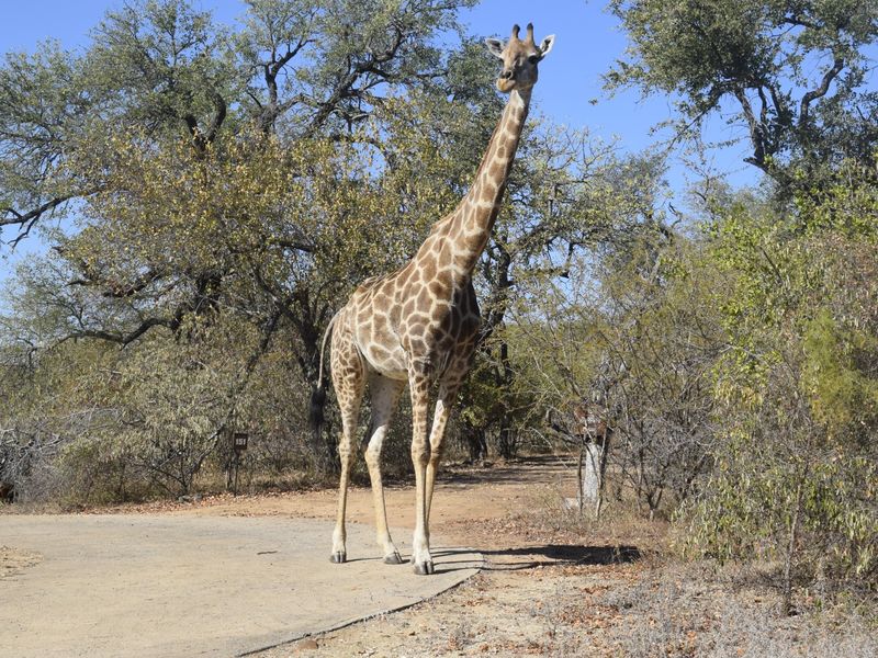 Modern Brand Knew House For Sale Moditlo Wildlife Estate, Hoedspruit - Photo 9