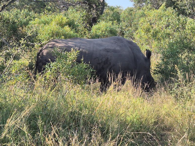 Modern Brand Knew House For Sale Moditlo Wildlife Estate, Hoedspruit - Photo 3