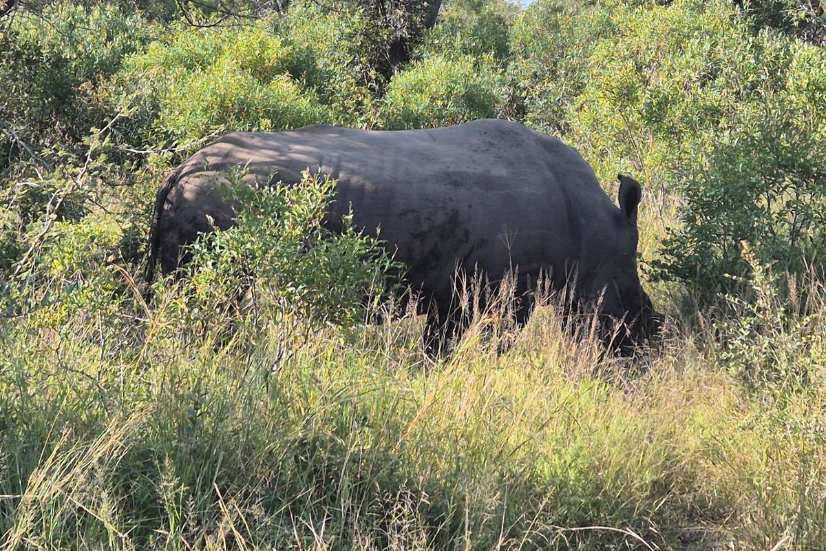 A photograph of a rhinoceros in a natural bushveld environment, not depicting any property infrastructure or real estate features.