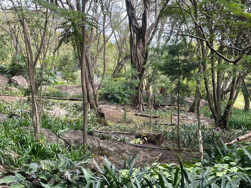 A natural, wooded garden area featuring mature trees, large rock formations, and established ground cover, offering a serene and private outdoor setting.