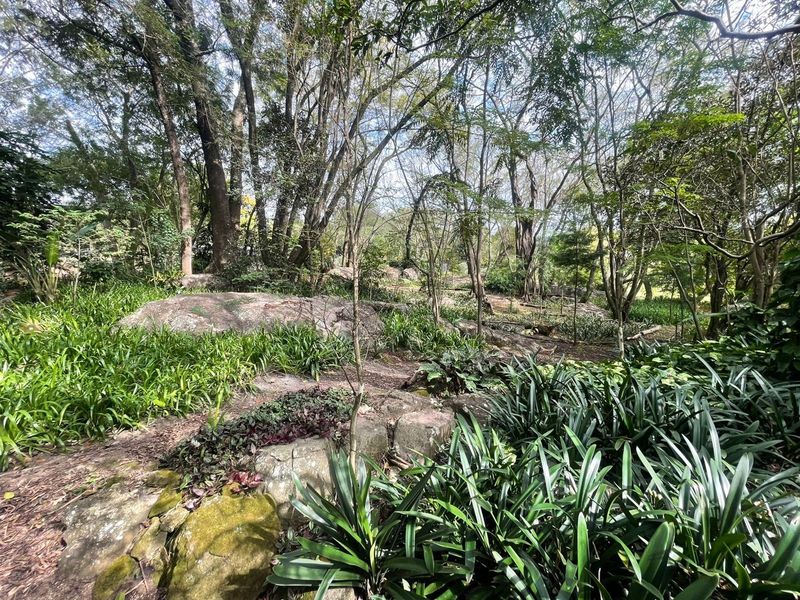 A lush, natural garden area featuring mature trees, established ground cover, and natural rock formations, providing a serene and shaded outdoor environment.