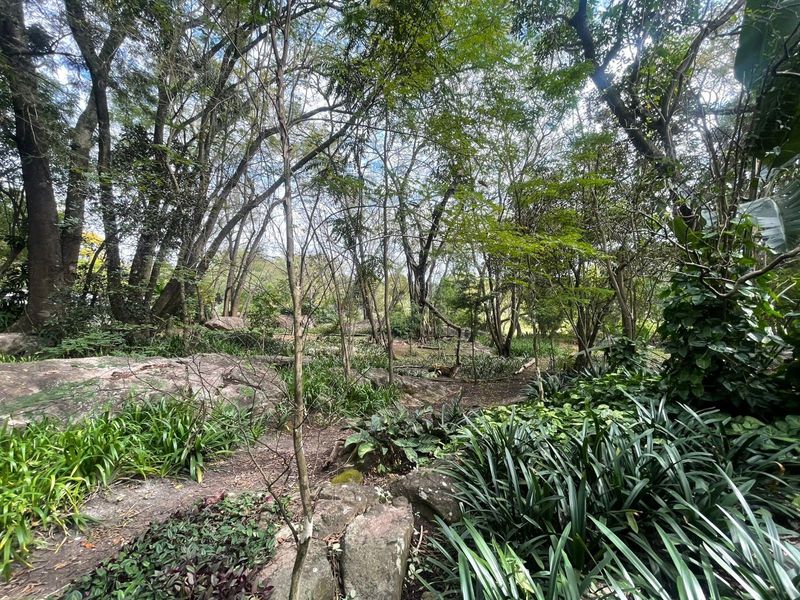 A lush, natural garden area featuring mature trees, established shrubbery, and natural rock formations, providing a serene and private outdoor setting.